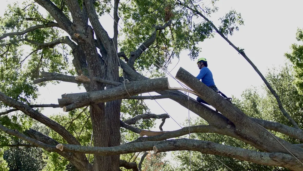 Professional Crown Thinning performed by certified arborists in Atlanta